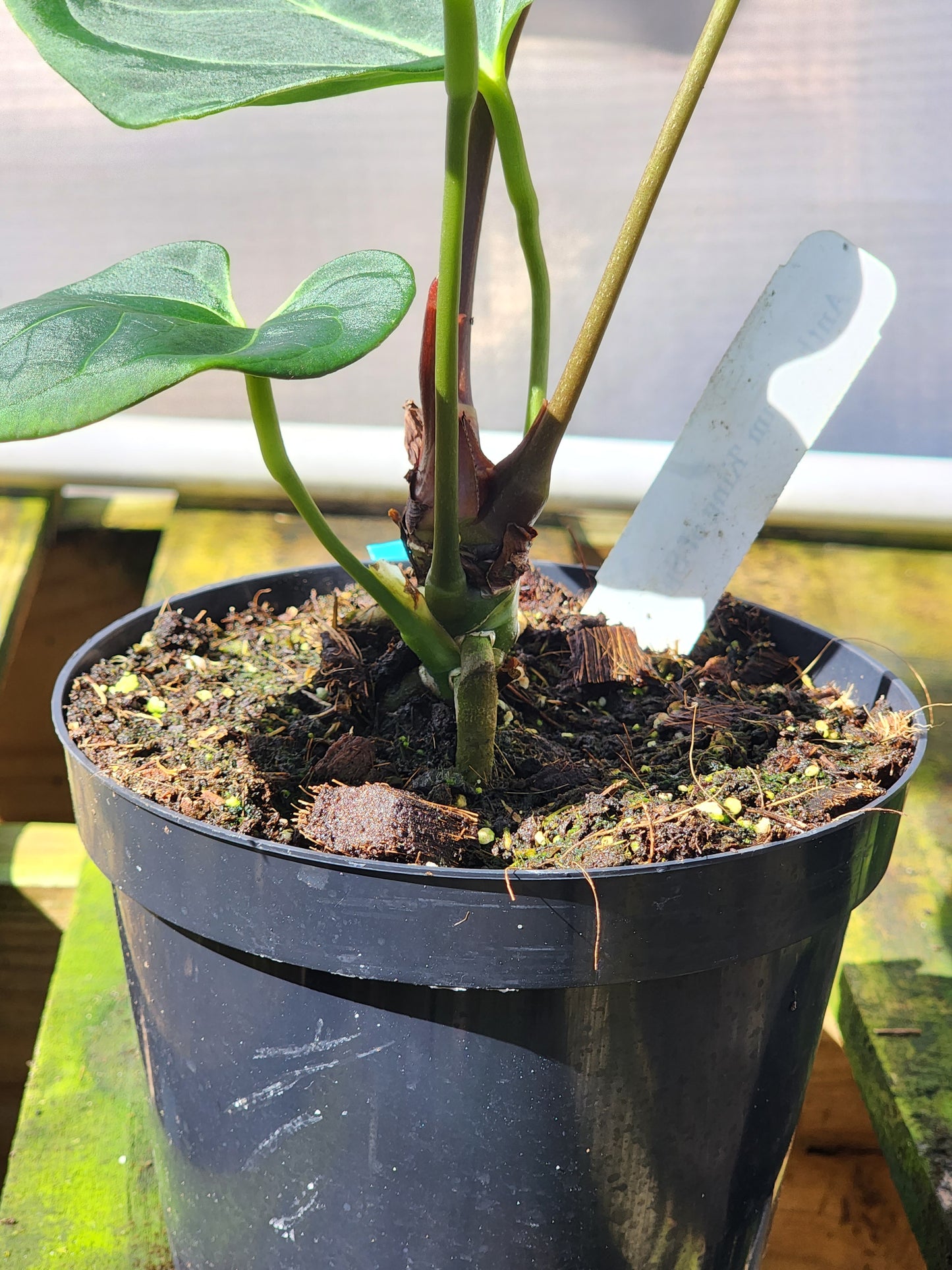 Anthurium King of Spades