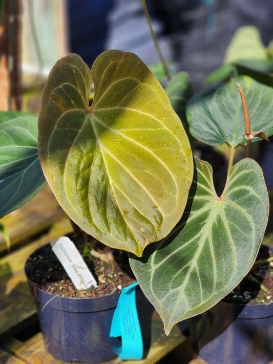 Anthurium King of Spades