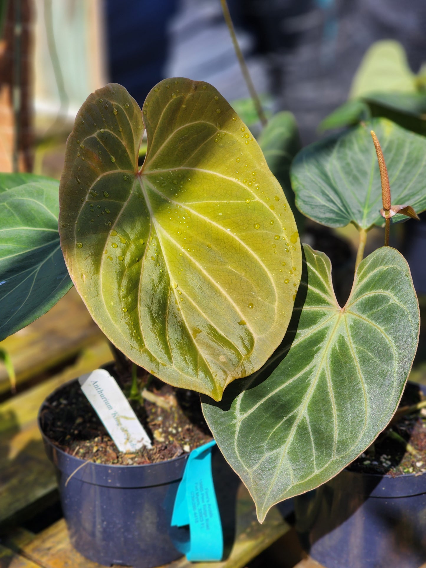 Anthurium King of Spades