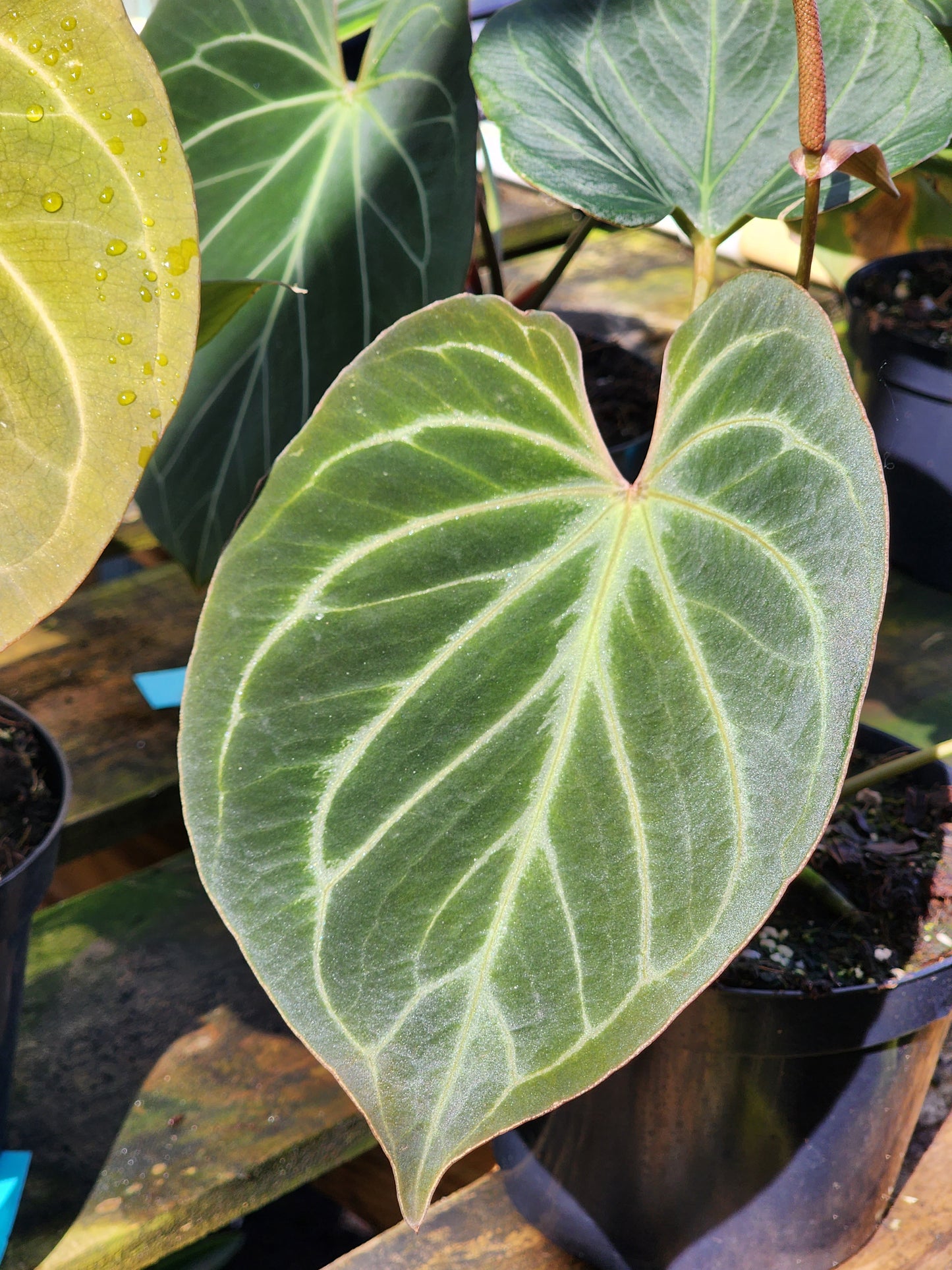 Anthurium King of Spades