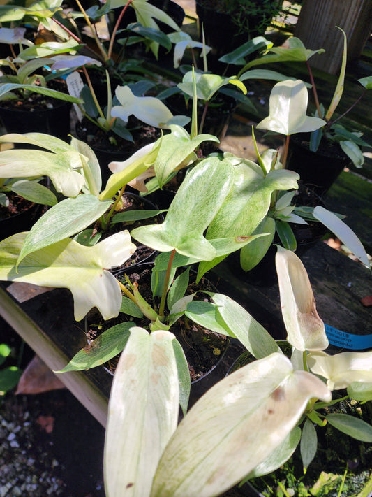 Philodendron florida ghost