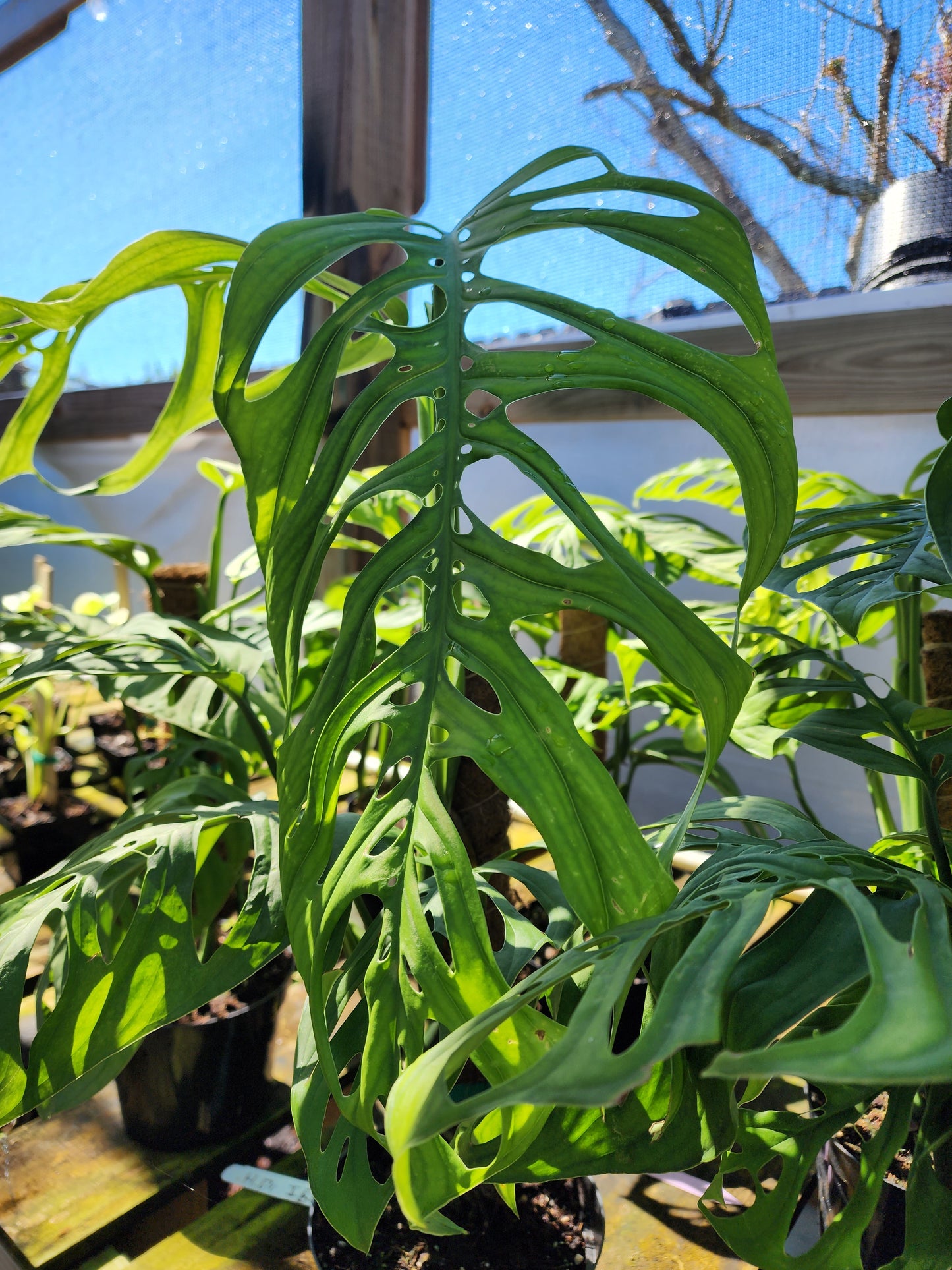 Monstera esqueleto