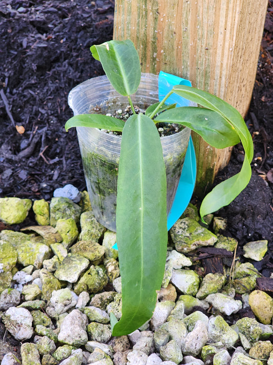 Anthurium Pallidiflorum