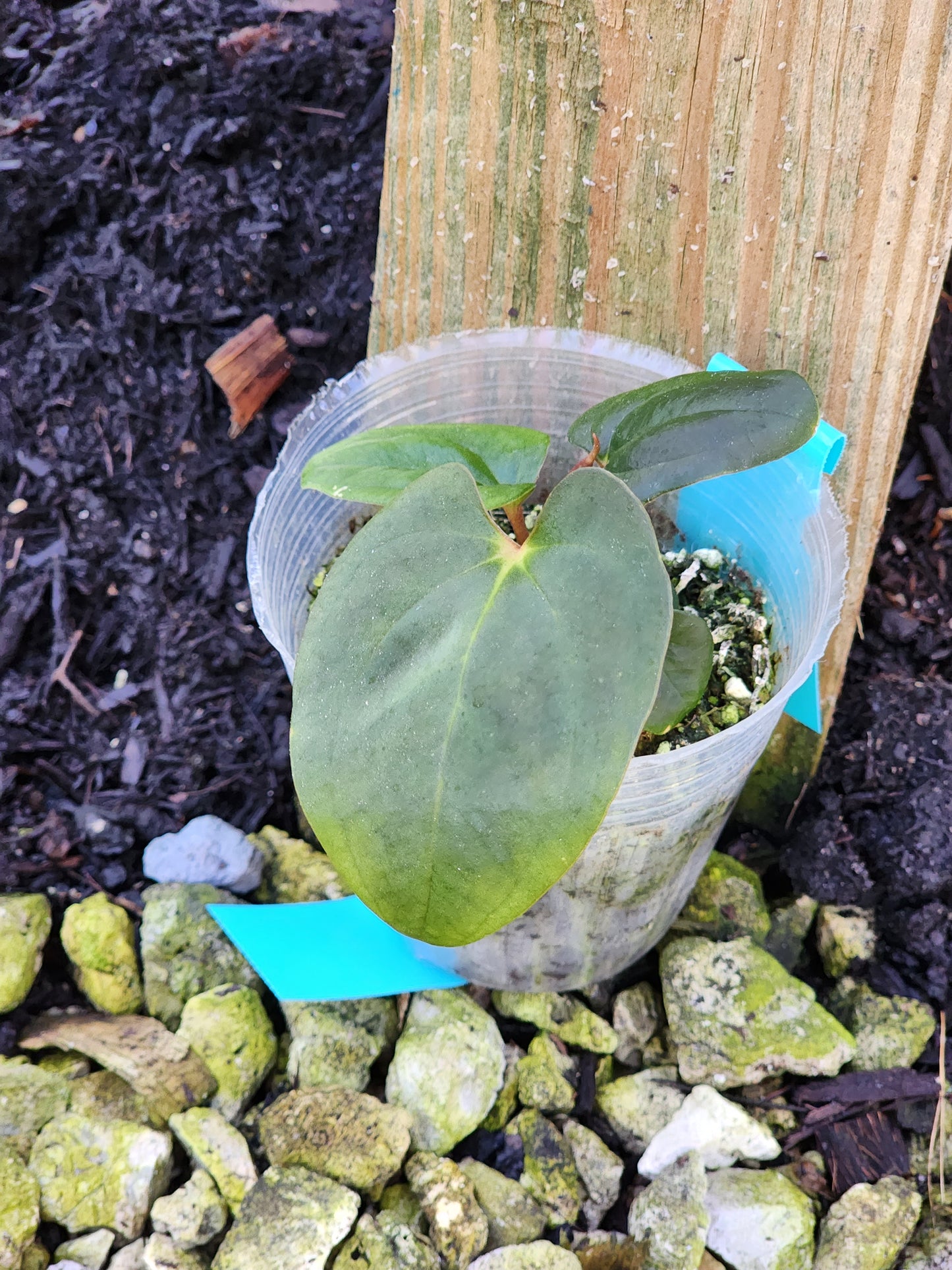 Anthurium Papillilaminum "Voldemort X Wu 1