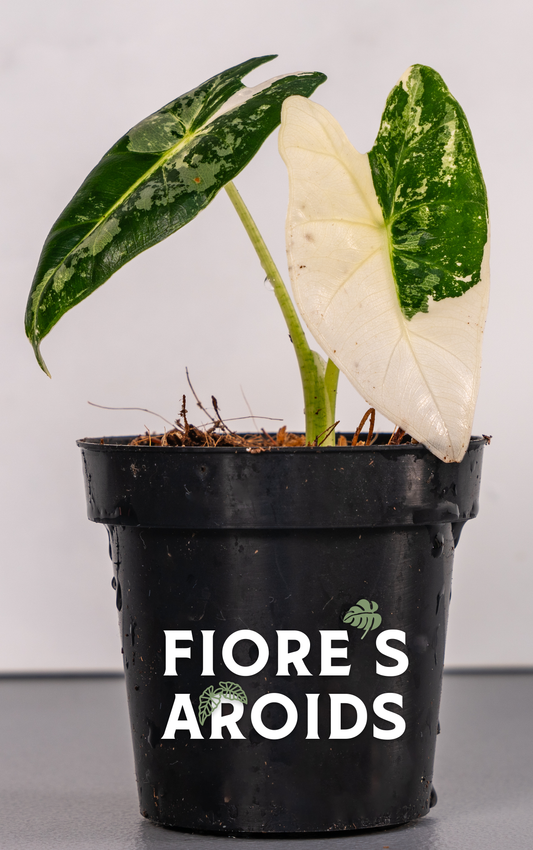 Alocasia frydek variegata