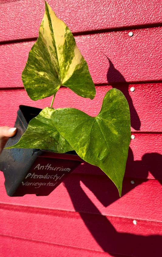 Anthurium Pterodactyl Variegated