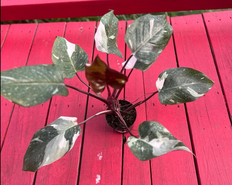 Philodendron red anderson