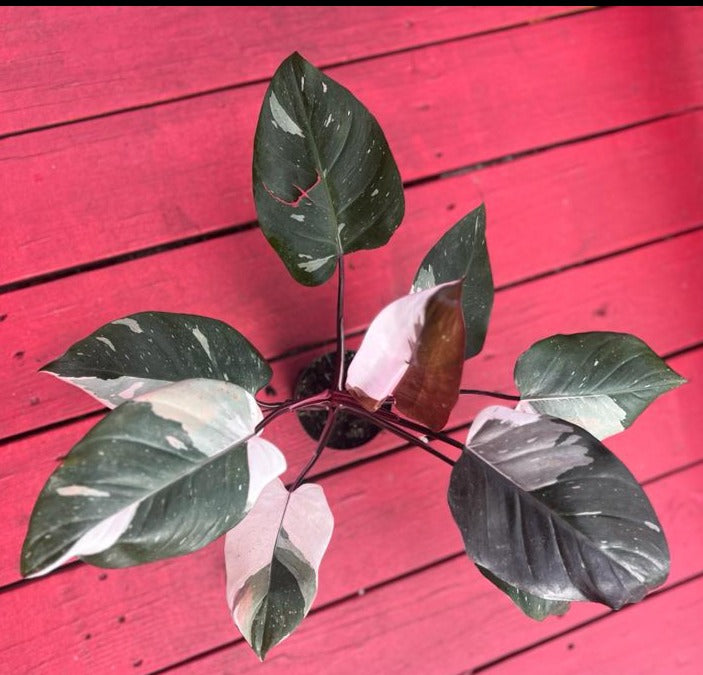 Philodendron red anderson