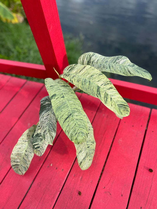 Epipremnum giganteum variegata