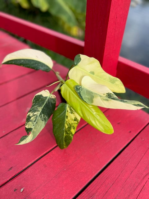 Philodendron domesticum variegata