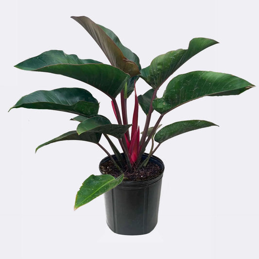 Philodendron Rojo Congo 3G