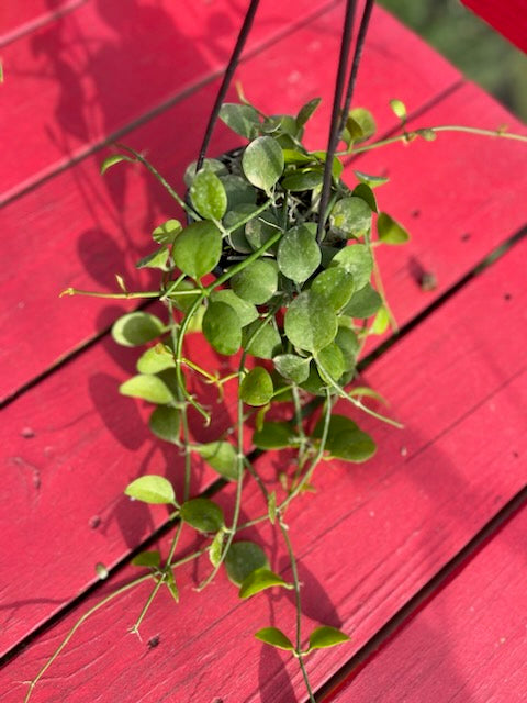 Dischidia sp. Geri D22 aka 'Apple leaf'