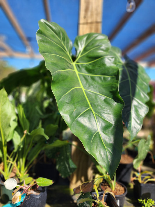 Philodendron maximum