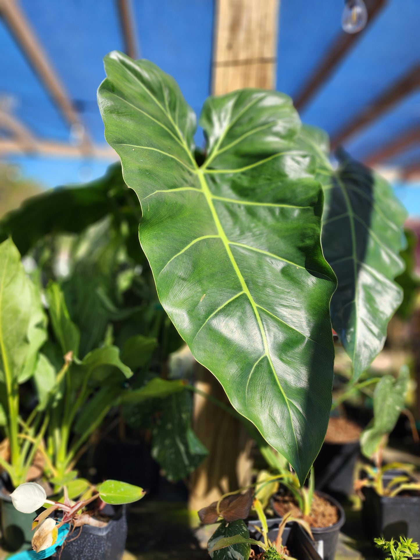 Philodendron maximum