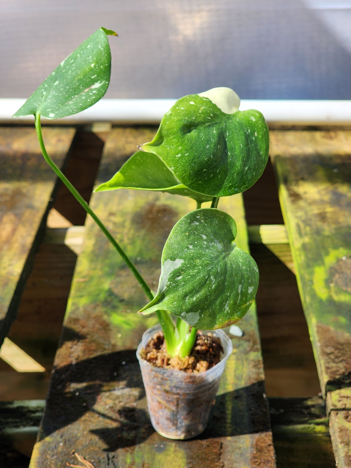 Monstera Deliciosa Thai Constellation