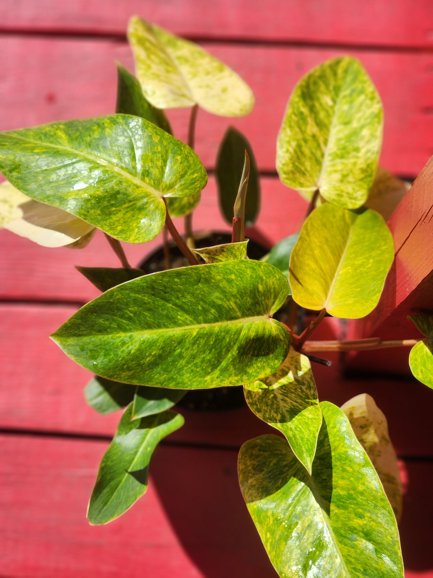 Philodendron painted lady