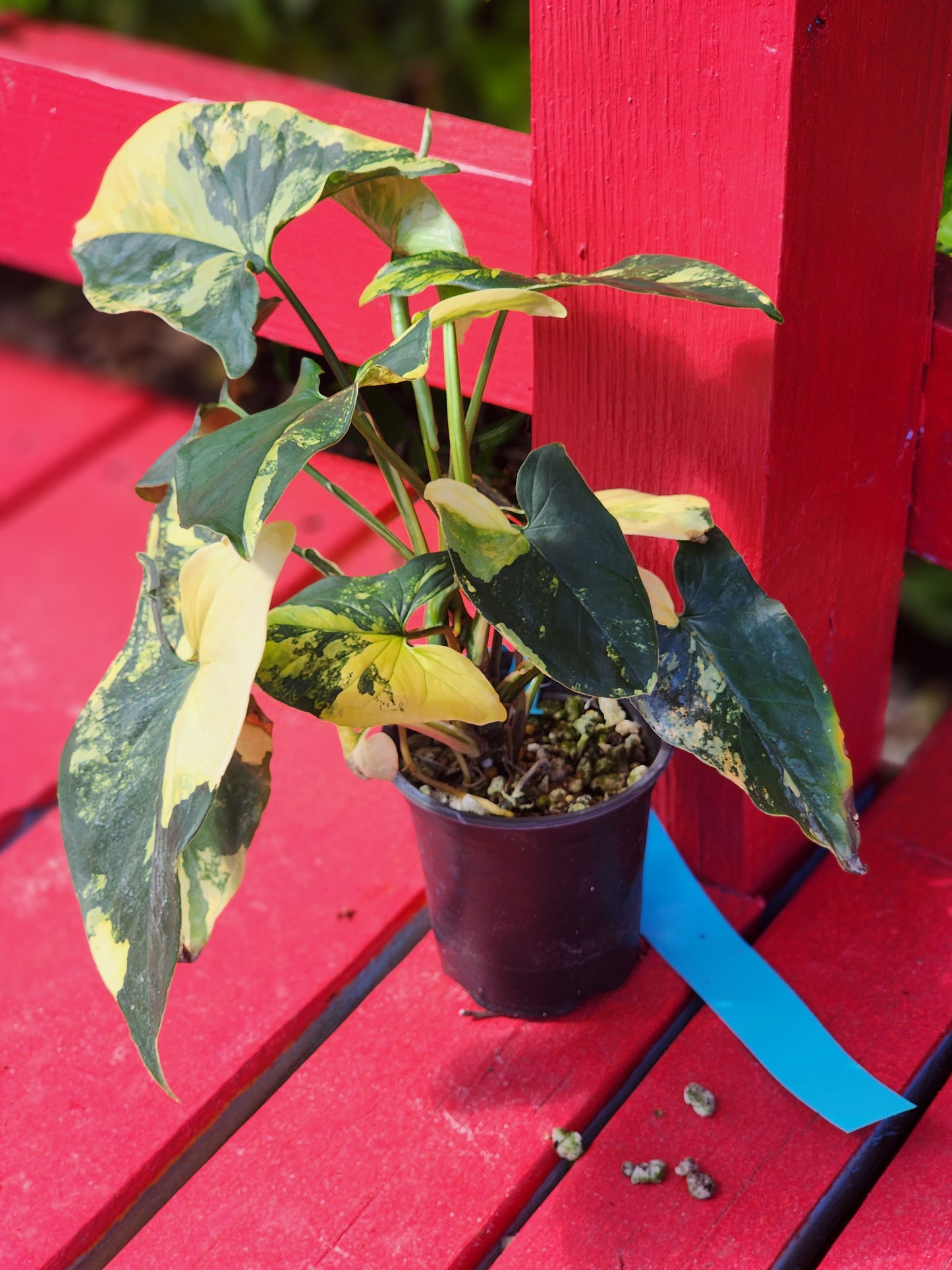 Syngonium aurea variegata