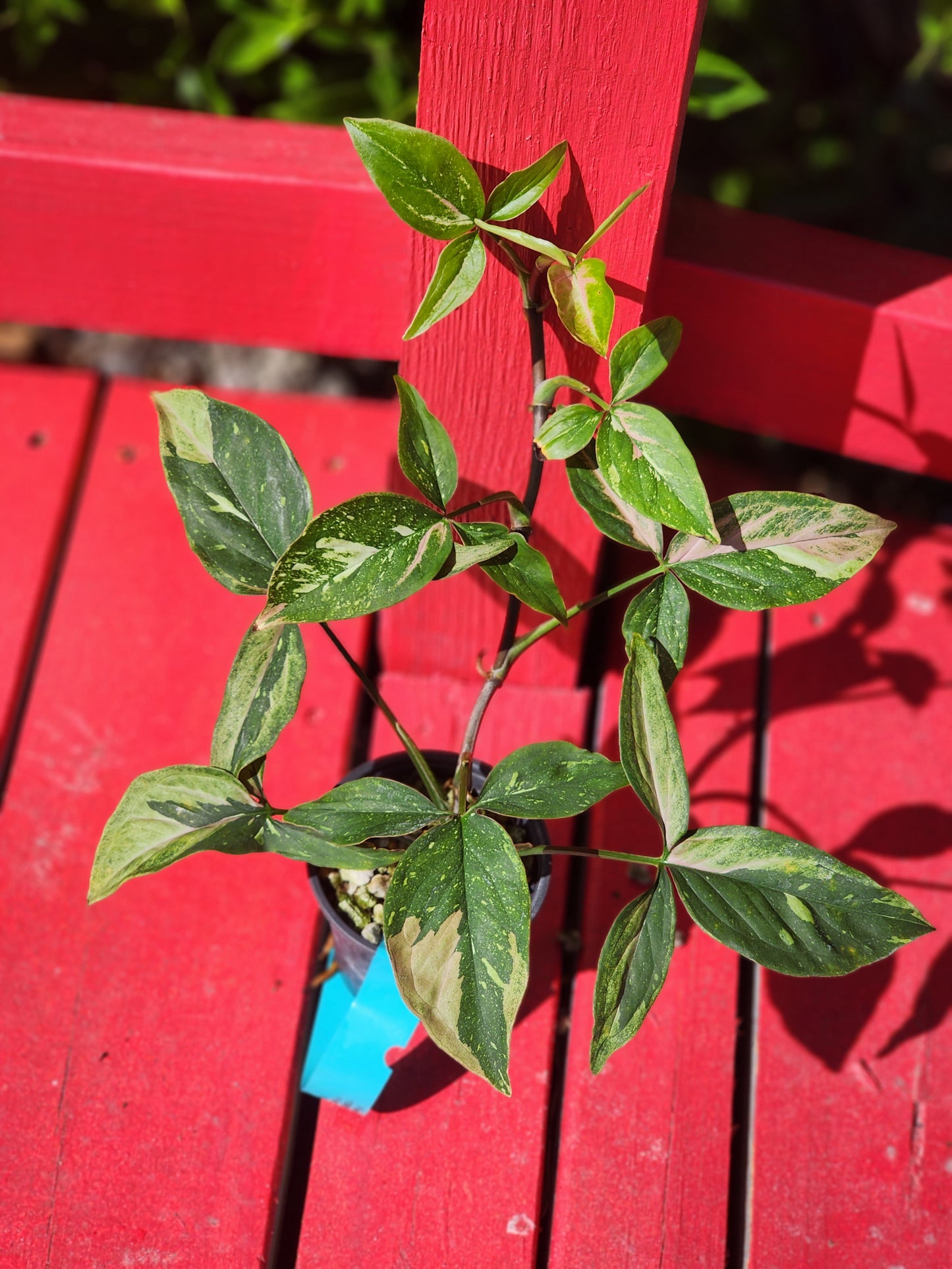 Syngonium pink spot tri color