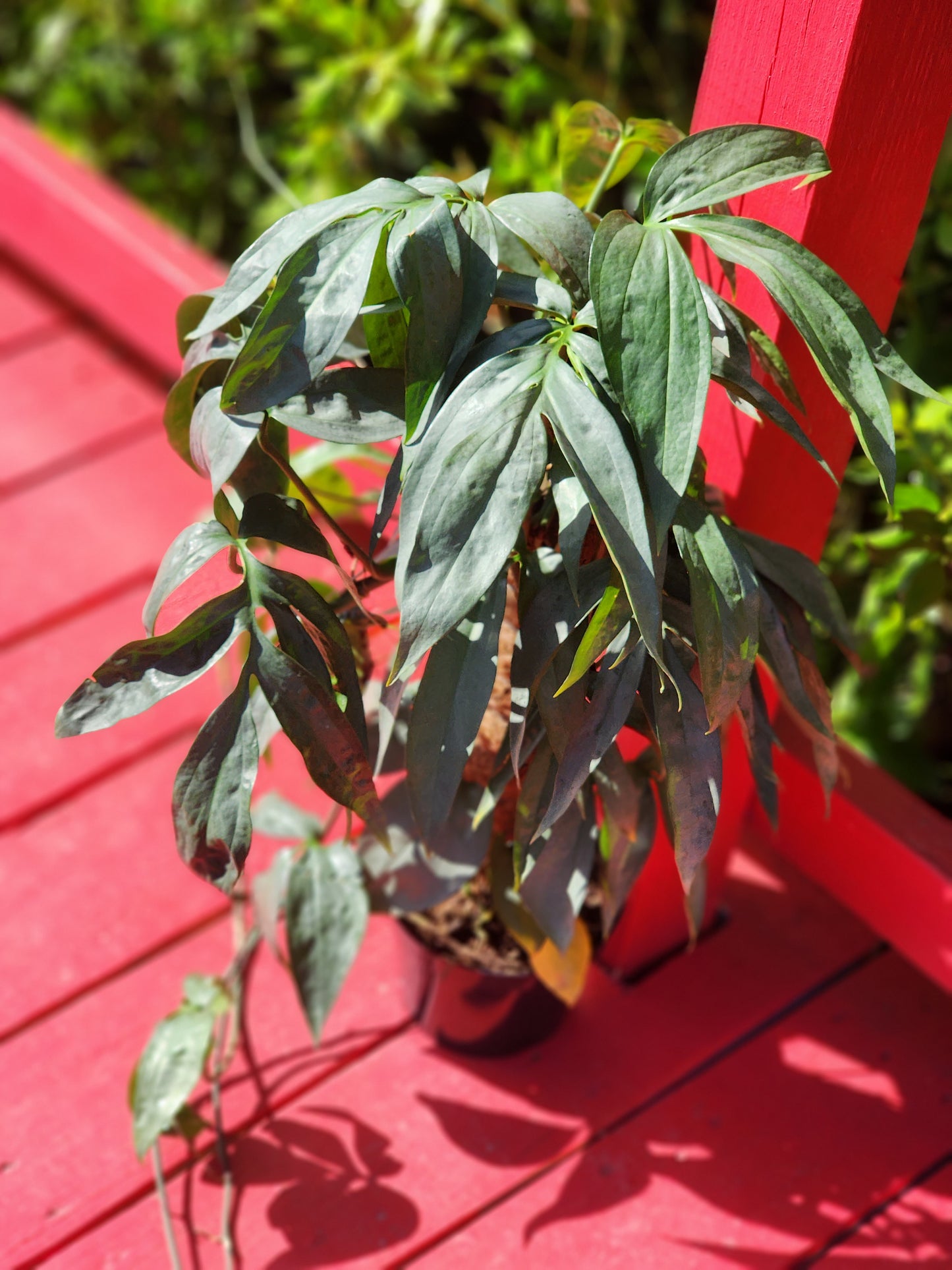 Monstera Amydrium Medium Silver