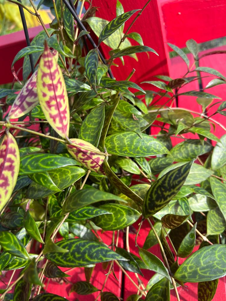 Lipstick plant