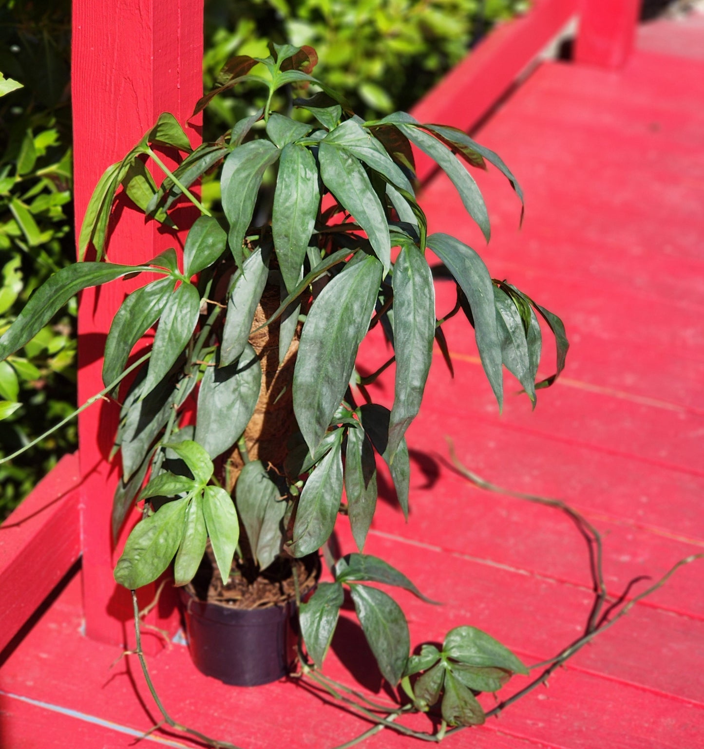 Monstera Amydrium Medium Silver