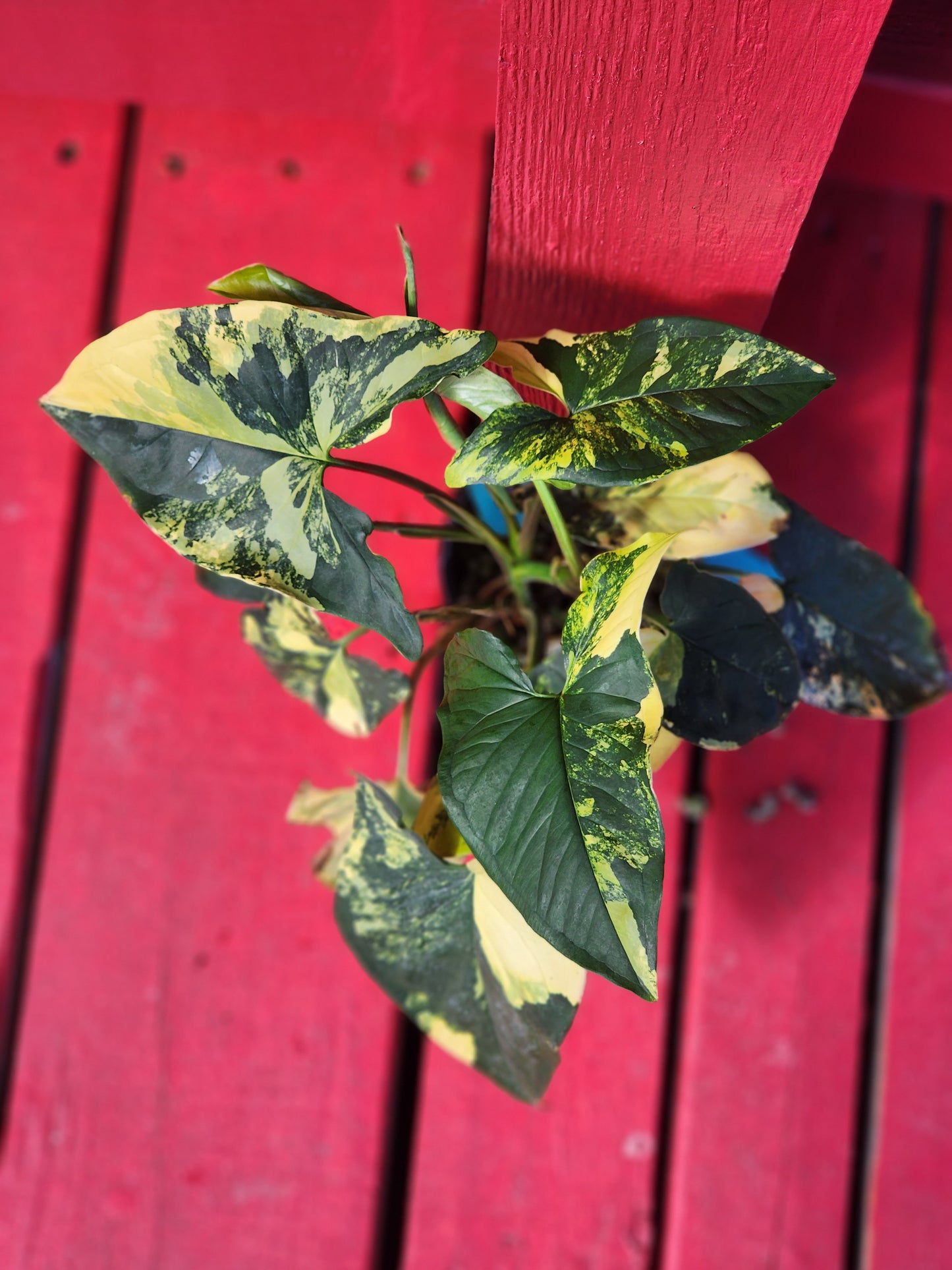 Syngonium aurea variegata