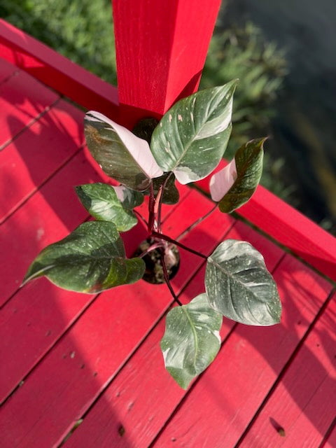 Philodendron red anderson