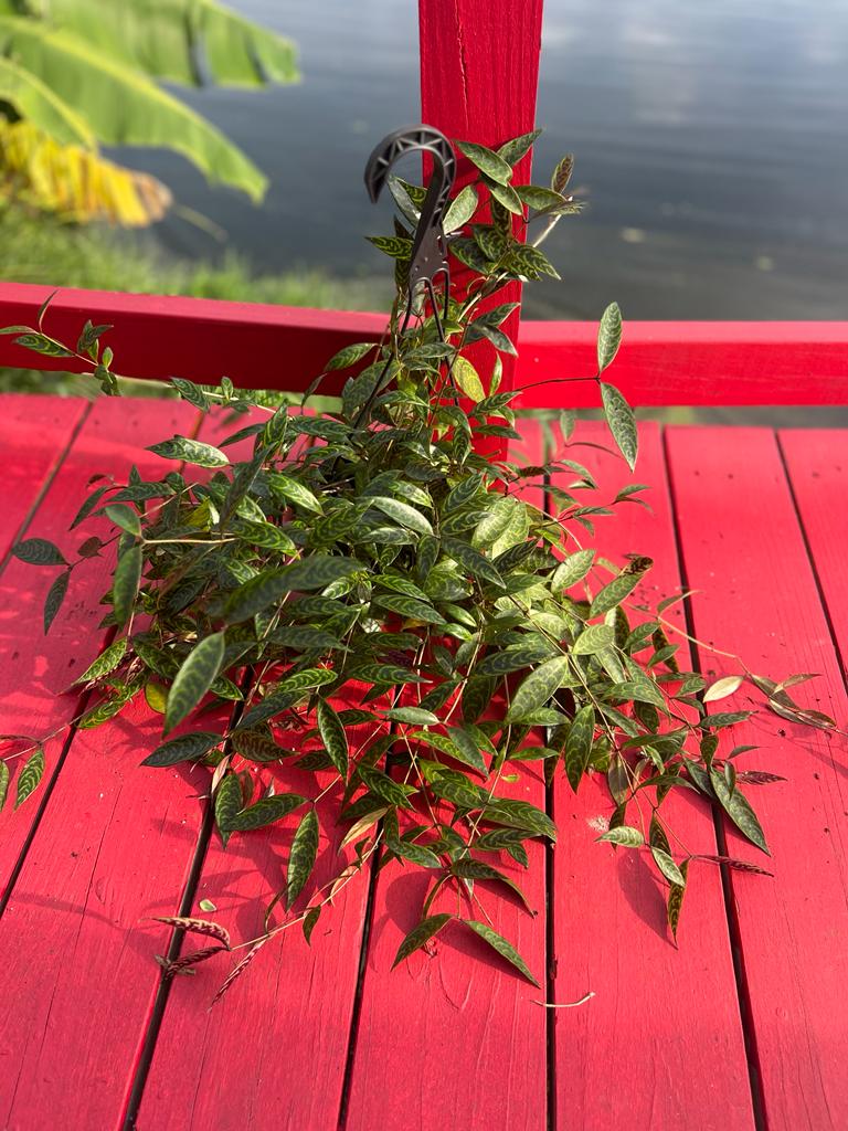 Lipstick plant