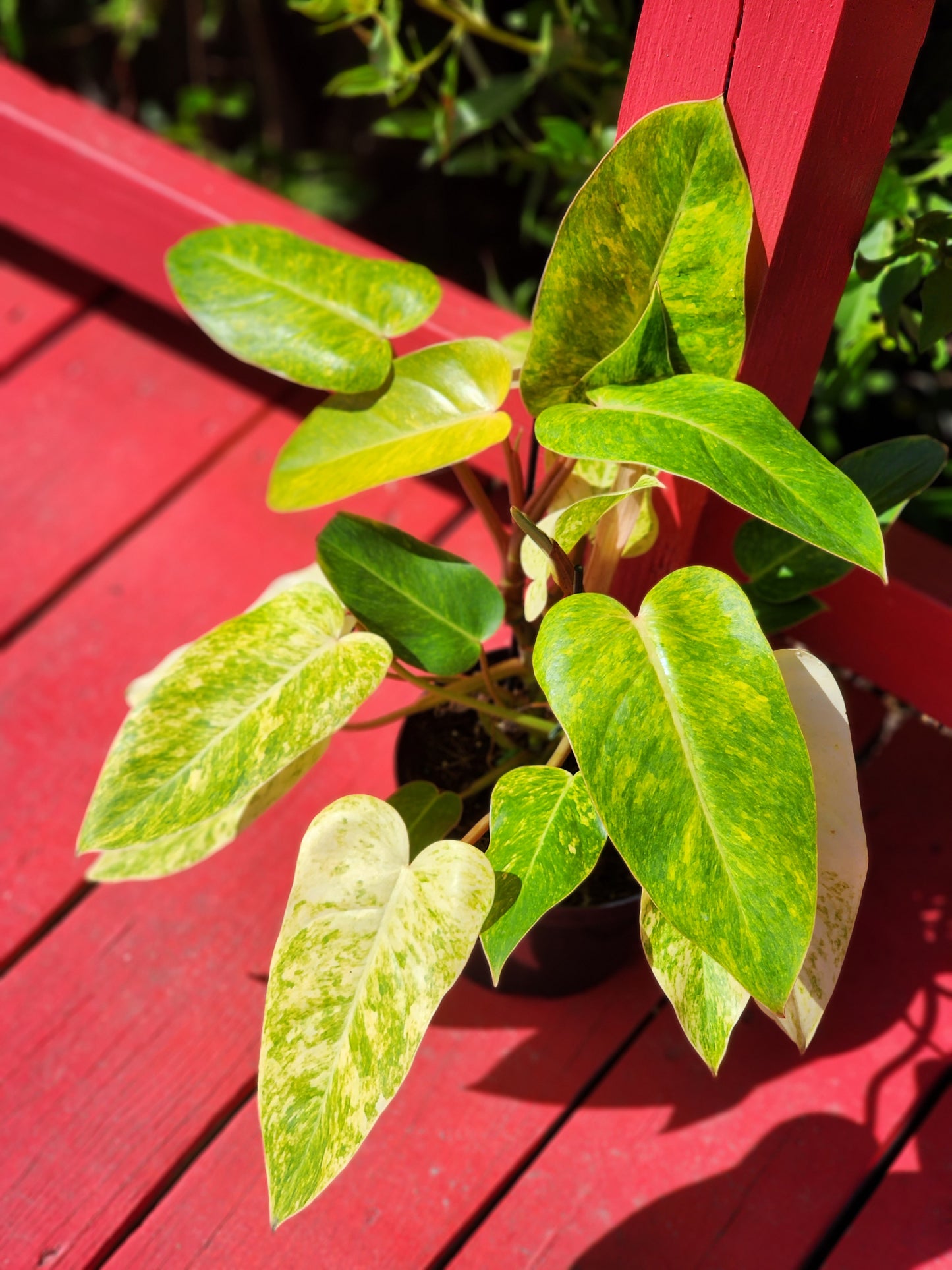 Philodendron painted lady