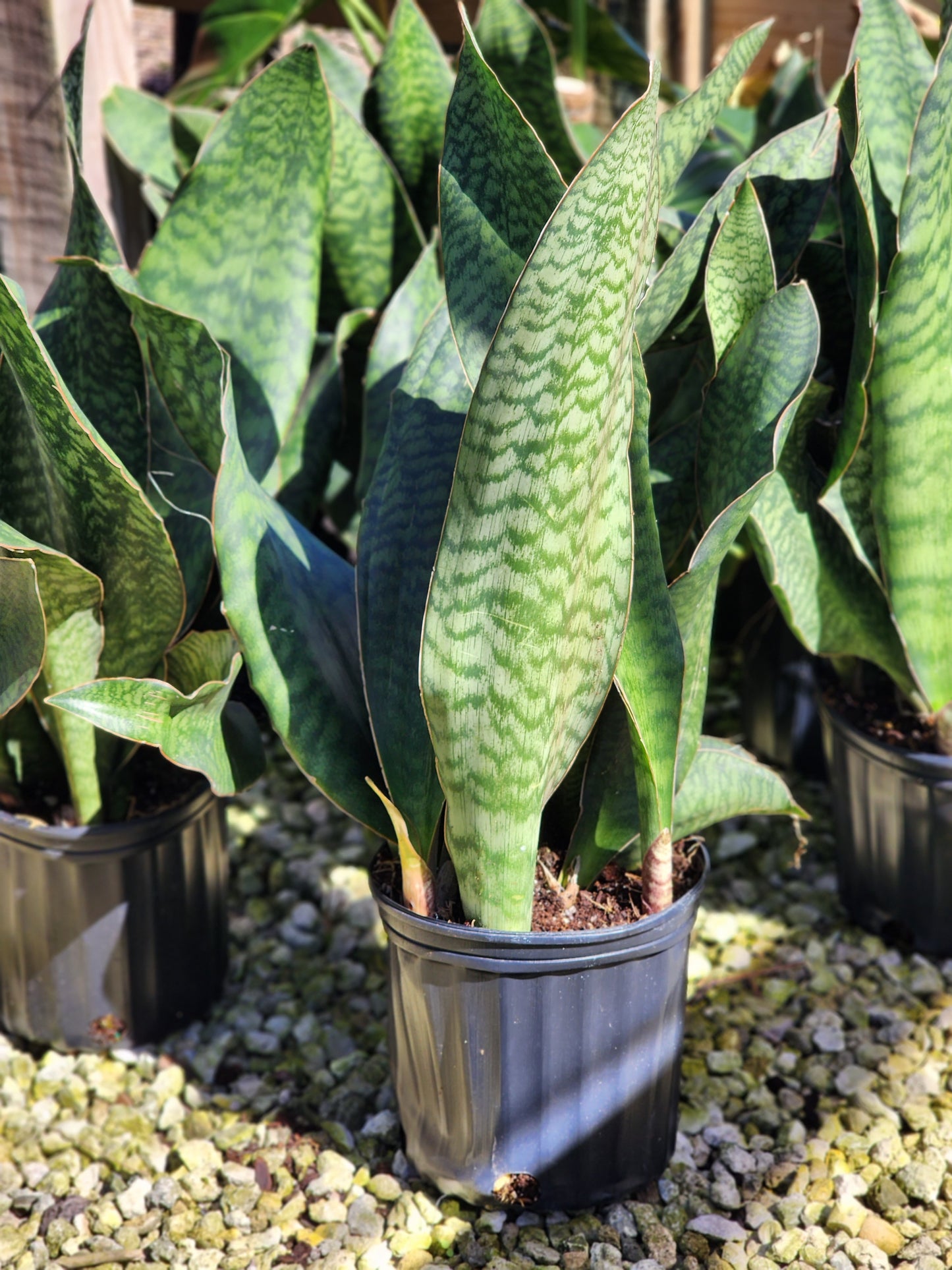 Sansevieria masoniana