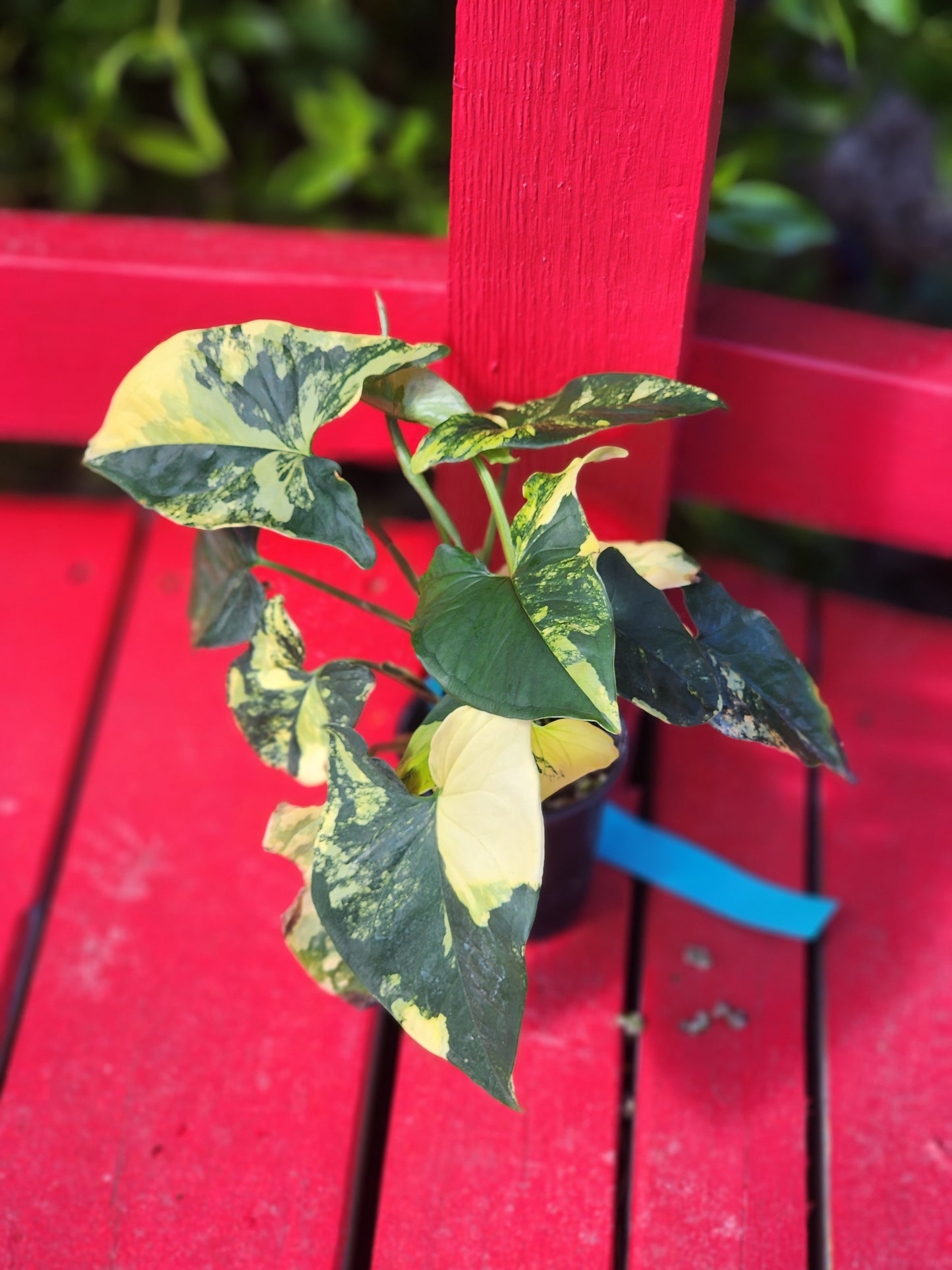 Syngonium aurea variegata