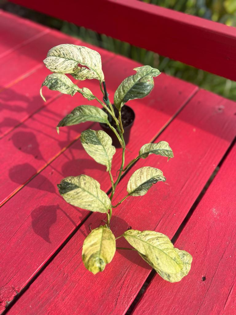 Rhaphidophora puberula variegata