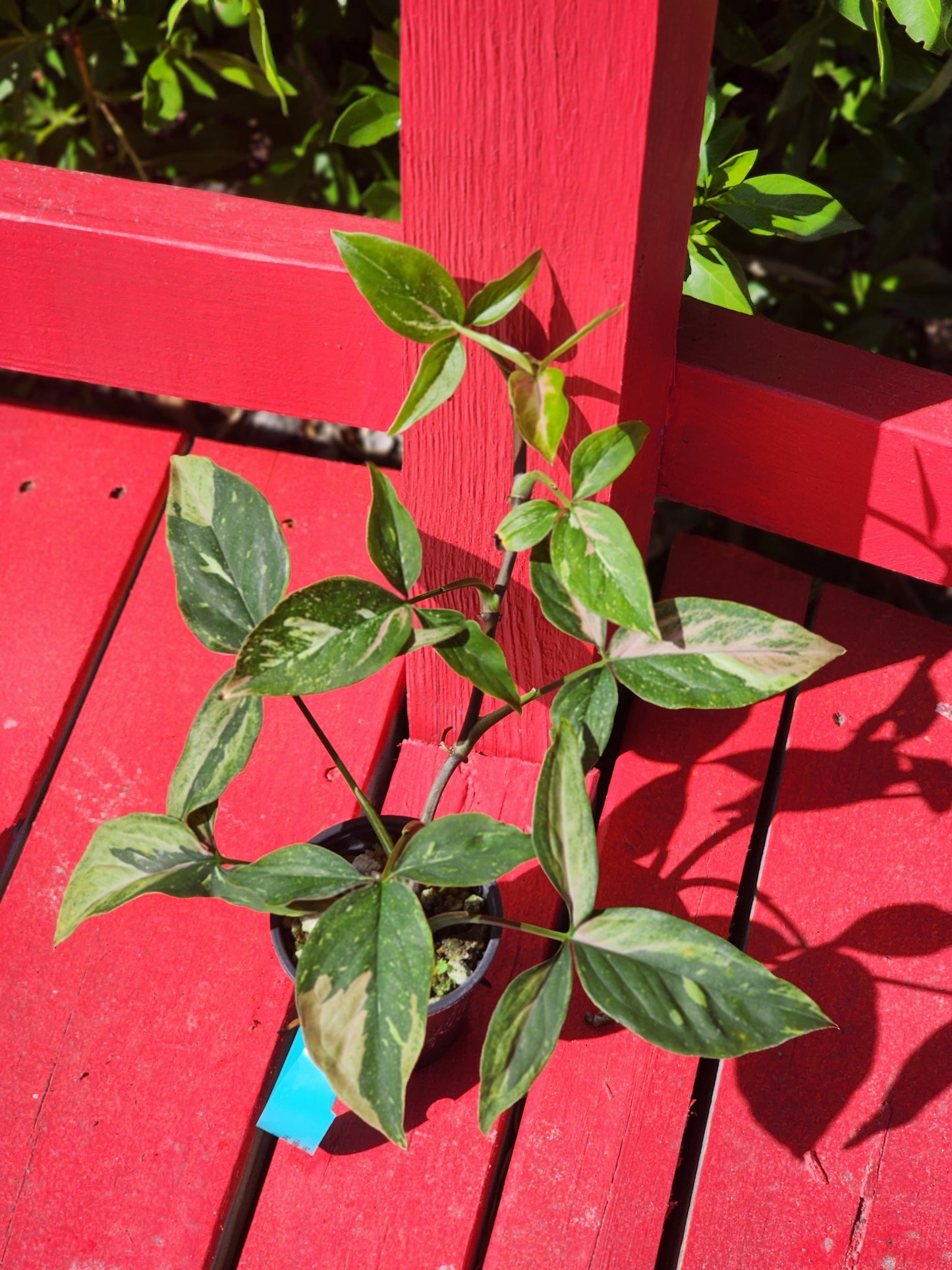 Syngonium pink spot tri color