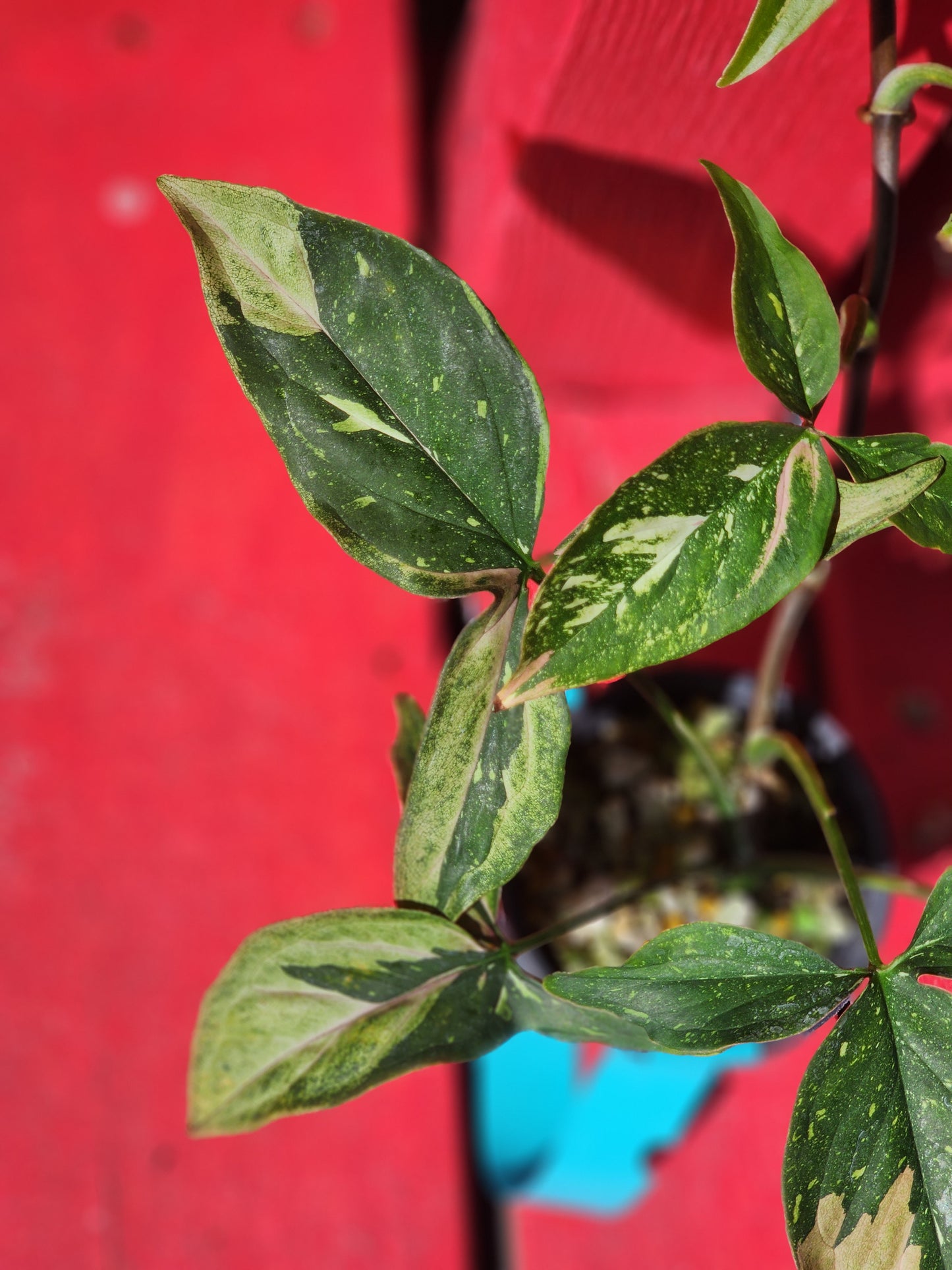 Syngonium pink spot tri color