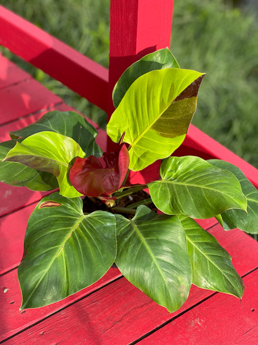 Philodendron red moon