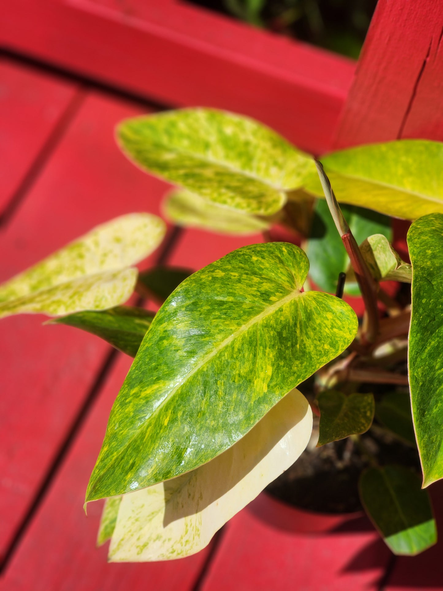 Philodendron painted lady