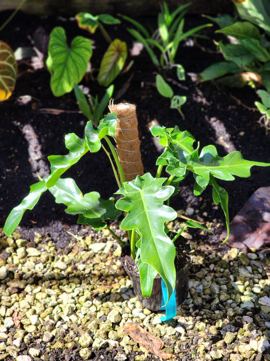 Philodendron 'Bob Cee'