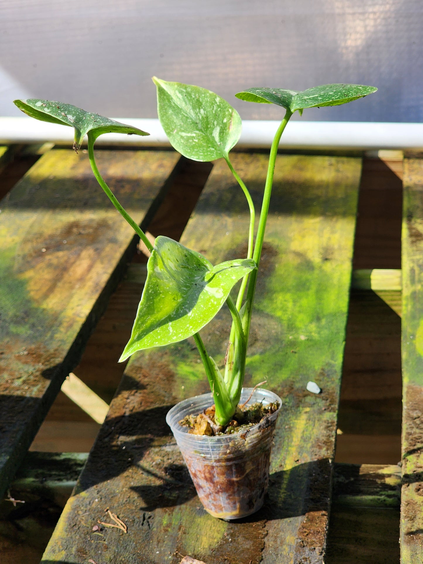 Monstera Deliciosa Thai Constellation